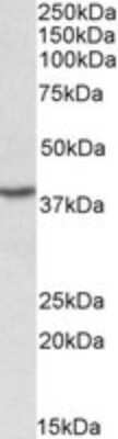 Western Blot: PCBP1 Antibody [NBP1-52113]