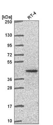 Western Blot: PCBP1 Antibody [NBP2-57878]