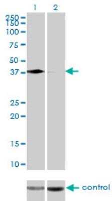 Western Blot: PCBP2 Antibody (5F12) [H00005094-M07]