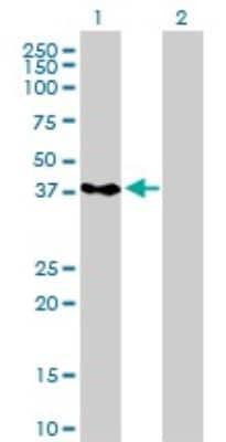 Western Blot: PCBP2 Antibody (5F12) [H00005094-M07]