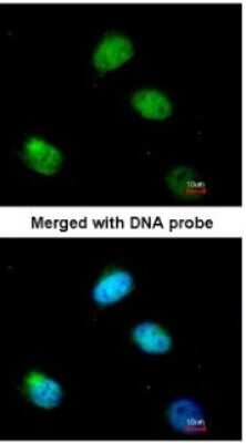Immunocytochemistry/ Immunofluorescence: PCBP2 Antibody [NBP1-31154]