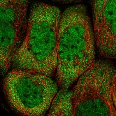 Immunocytochemistry/ Immunofluorescence: PCBP2 Antibody [NBP1-83241]