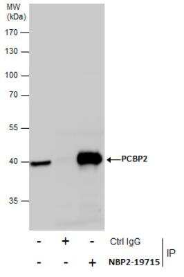 Immunoprecipitation: PCBP2 Antibody [NBP2-19715]