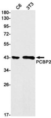 Western Blot: PCBP2 Antibody (S01-2F5) [NBP3-19730]