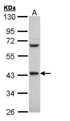 Western Blot: PCBP2 Antibody [NBP1-31154]