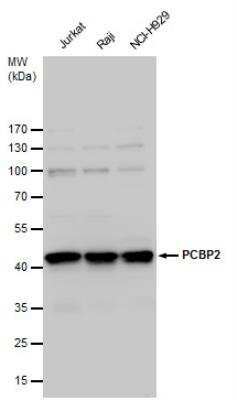 Western Blot: PCBP2 Antibody [NBP2-19715]