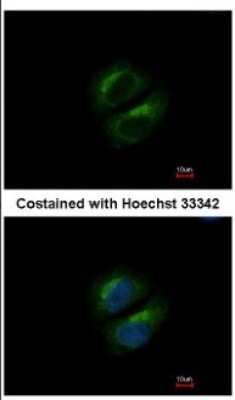 Immunocytochemistry/ Immunofluorescence: PCBP3 Antibody [NBP2-19716]
