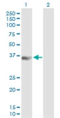 Western Blot: PCBP3 Antibody [H00054039-B01P]