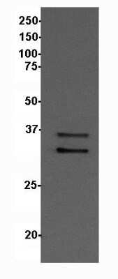 Western Blot: PCBP3 Antibody [NBP1-89505]