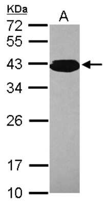 Western Blot: PCBP3 Antibody [NBP2-19716]