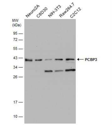 Western Blot: PCBP3 Antibody [NBP2-19716]