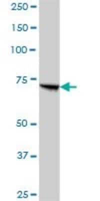 Western Blot: PCCA Antibody [H00005095-B01P]