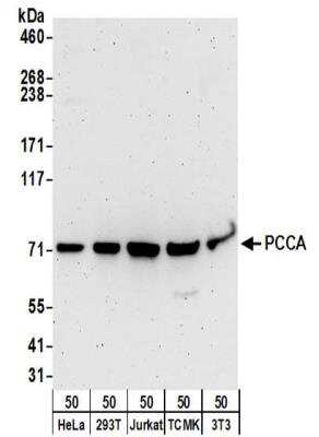 Western Blot: PCCA Antibody [NBP2-32215]