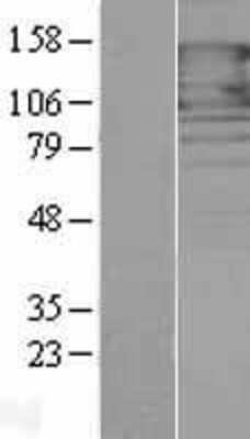 Western Blot: Protocadherin-1 Overexpression Lysate [NBP2-06022]