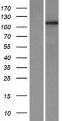 Western Blot: Protocadherin-1 Overexpression Lysate [NBP2-08094]