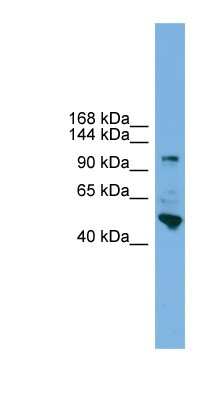 Western Blot: Protocadherin-18 Antibody [NBP1-79315]