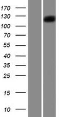 Western Blot: Protocadherin-18 Overexpression Lysate [NBP2-06737]