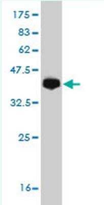 Western Blot: Protocadherin-19 Antibody (2G10) [H00057526-M04]