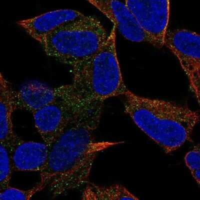 Immunocytochemistry/ Immunofluorescence: PCDH20 Antibody [NBP2-68793]