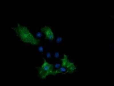 Immunocytochemistry/ Immunofluorescence: PCDH7 Antibody (OTI1F7) - Azide and BSA Free [NBP2-73269]