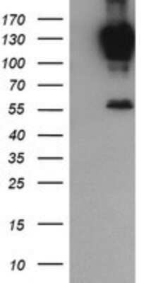 Western Blot: PCDH7 Antibody (OTI1F7)Azide and BSA Free [NBP2-73269]