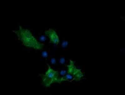 Immunocytochemistry/ Immunofluorescence: PCDH7 Antibody (OTI1F7) [NBP2-46340]
