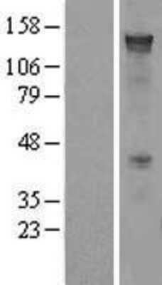 Western Blot: PCDH7 Overexpression Lysate [NBL1-14152]