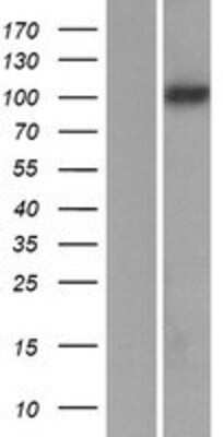 Western Blot: Protocadherin-8 Overexpression Lysate [NBP2-08095]