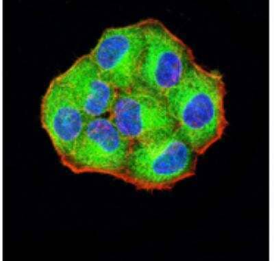 Immunocytochemistry/ Immunofluorescence: PCDH9 Antibody (7G3A2) - BSA Free [NBP2-61772]