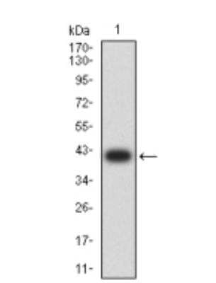 Western Blot: PCDH9 Antibody (7G3A2)BSA Free [NBP2-61772]