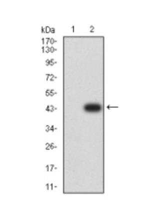 Western Blot: PCDH9 Antibody (7G3A2)BSA Free [NBP2-61772]