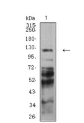 Western Blot: PCDH9 Antibody (7G3A2)BSA Free [NBP2-61772]