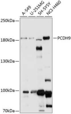 Western Blot: PCDH9 AntibodyAzide and BSA Free [NBP2-93839]