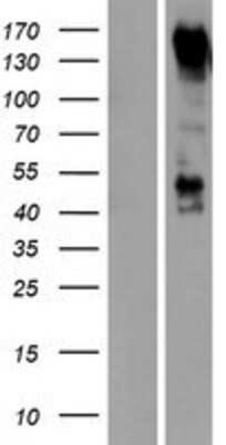 Western Blot: PCDH9 Overexpression Lysate [NBP2-04544]