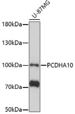 Western Blot: PCDHA10 AntibodyAzide and BSA Free [NBP2-93155]