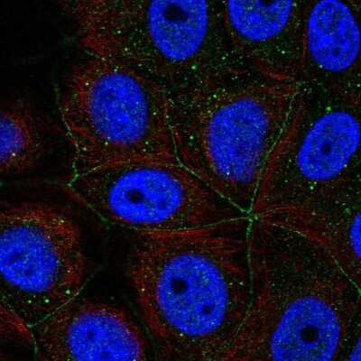 Immunocytochemistry/ Immunofluorescence: PCDHA11 Antibody [NBP2-57691]