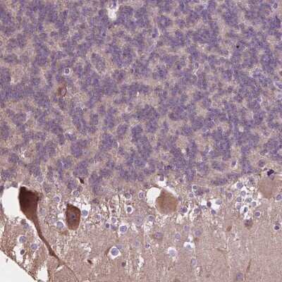 Immunohistochemistry-Paraffin: PCDHA12 Antibody [NBP2-48645]