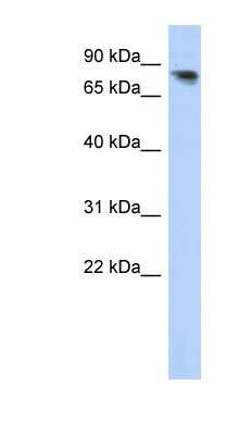 Western Blot: PCDHA12 Antibody [NBP1-59252]