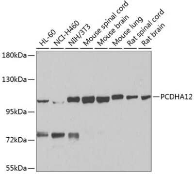 Western Blot: PCDHA12 AntibodyBSA Free [NBP2-94710]