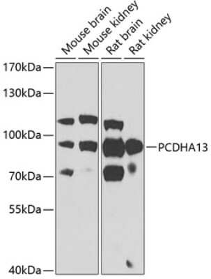 Western Blot: PCDHA13 AntibodyBSA Free [NBP2-93165]