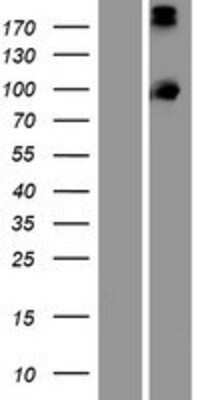 Western Blot: PCDHA13 Overexpression Lysate [NBP2-06767]