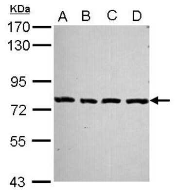 Western Blot: PCDHA2 Antibody [NBP2-19723]