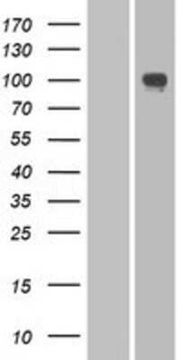 Western Blot: PCDHA2 Overexpression Lysate [NBP2-06768]