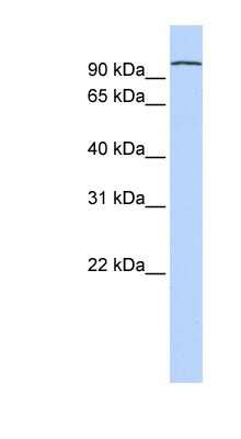 Western Blot: PCDHA3 Antibody [NBP1-59261]