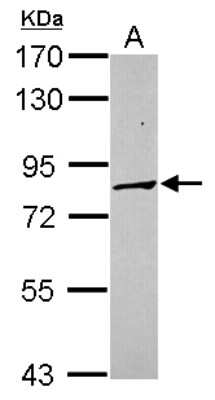 Western Blot: PCDHA3 Antibody [NBP2-19724]