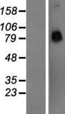 Western Blot: Protocadherin alpha 4 Overexpression Lysate [NBP2-06121]