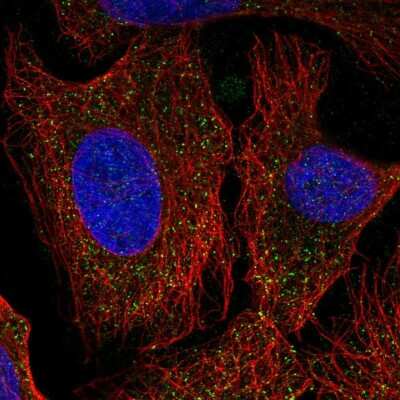 Immunocytochemistry/ Immunofluorescence: PCDHA6 Antibody [NBP2-57234]