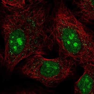 Immunocytochemistry/ Immunofluorescence: PCDHAC1 Antibody [NBP2-56958]