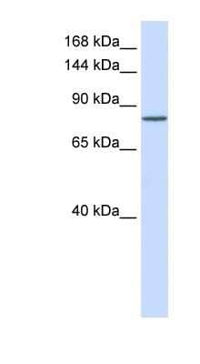 Western Blot: PCDHAC1 Antibody [NBP1-59214]