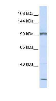 Western Blot: PCDHAC2 Antibody [NBP1-59215]